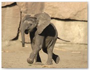 155  |  Elefant