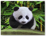 307  |  Panda