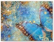 315  |  Butterfly