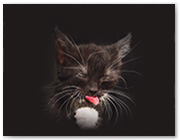 629  |  Catty