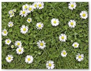 88  |  G�nseblumen