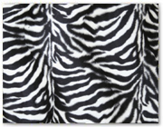 338  |  Zebra