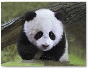 307  |  Panda