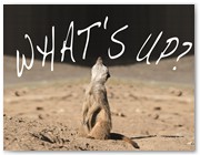 529  |  What�s up